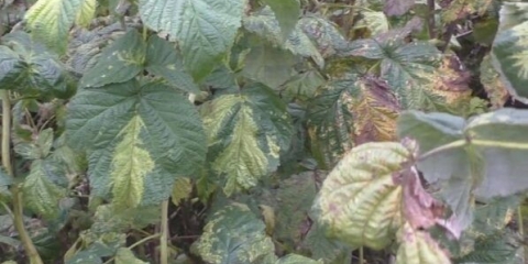 Mozaik od malina: mjere kontrole, kako i šta liječiti